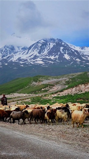 Wild Beauty: Where the Mountains Come Alive 🏔️🐻Iran