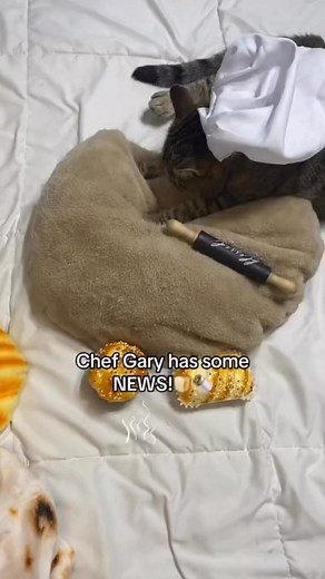 Chef G is a big sister!👶🏼👩🏻‍🍳🤍 #Baby #June #Biscuit #ChefGary #ChefCat | ChefGary Cat