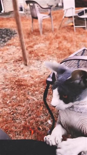 Sphynx Cat Adventures in the Garden