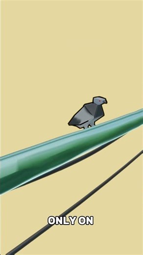 How can Birds sit Power Lines🤔#shorts