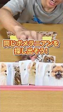 いろんな顔のポメラニアンが！同じポメを揃えて場に出すババ抜きならぬポメ抜きw #ボードゲーム #ムーブ #ポメあわせ #shorts #pr