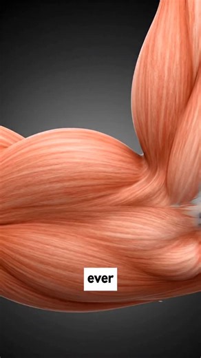 Flexplained on Instagram: "Muscle memory is real. You don’t lose your gains — your body stores them at the cellular level. #MuscleMemory #FitnessScience #MuscleGrowth #Lifting #GymFacts"