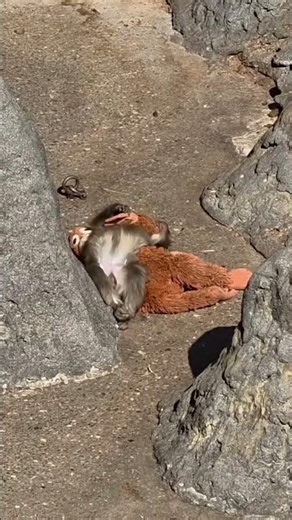 punch we all love you❤❤||sad mancky||#japan #viral #trinding #mancky #sad#punch