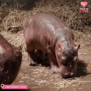 984K views · 77K reactions | It's a boy! The Cincinnati Zoo announced the gender of their new hippo baby. Fiona will now have a little baby brother to play with. ♥鍊 More: https://bit.ly/3p3ghX6 | WLWT | Facebook