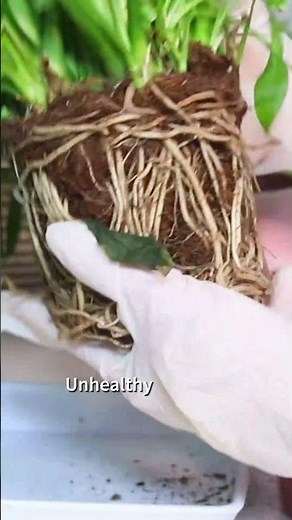Signs of Healthy vs. Rotten Roots 🌱#rot #planthealth #plants #plantcare #houseplants #shorts