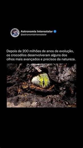 Alessandro Binow - Ciência e Astronomia✨ on Instagram: "Os olhos de um crocodilo são tipo câmeras de alta precisão desenvolvidas com a evolução! Eles têm pupilas verticais que se abrem MUITO à noite e se fecham quase por completo sob sol forte, mantendo a visão nítida em qualquer iluminação. Atrás da retina, ainda existe uma camada refletora (tapetum lucidum) que devolve a luz de volta para os fotorreceptores, por isso eles enxergam tão bem no escuro e os olhos brilham quando recebem uma lantern