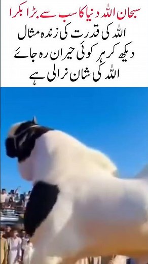 World’s Biggest Goat | Largest Goat Ever Seen in the World