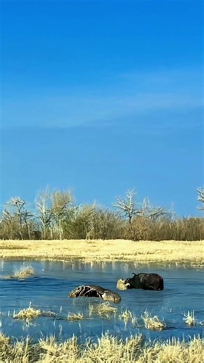 Lion Confronted By Buffalo In A Water Struggle
