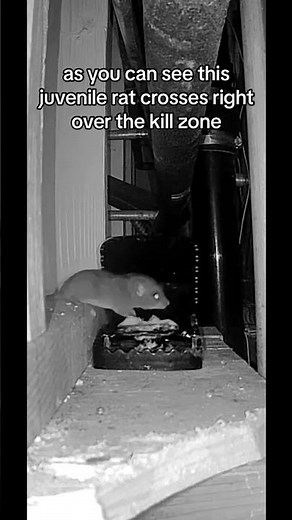 Trapper T - Rex Rat trap .. review