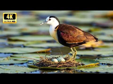 Time Lapse Restoration: African Jacana: 150 Days From Egg to Survivor | Life on Water