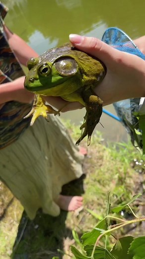Frogs🐸 #frogs #frogcatching #thick #queen #girlbossmoment