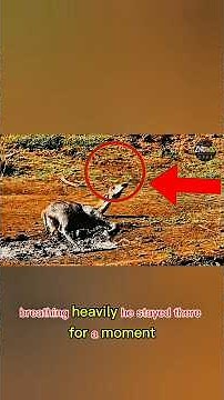 Baby Giraffe Trapped in Deep Mud Fights to Survive Alone 😢🦒 | Emotional Wildlife Story