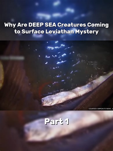 The Mystery of Deep Sea Creatures Rising to the Surface