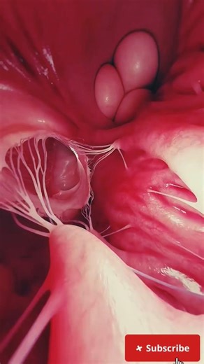 Amazing Working of the HeartJourney Inside the Human Heart