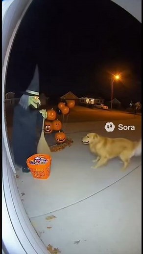 Dog goes trick or treating and gets scared 😱 #shorts