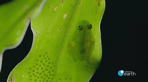 8.8K views · 33 reactions | Its #WildlifeWednesday! This gorgeous, translucent glass frog nearly disappears when it's resting motionless on a green leaf. See more on Secrets of the Rainforest - streaming now on Smithsonian Earth on Amazon Fire | Amazon Appstore | Facebook