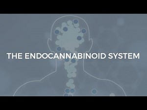 The Endocannabinoid System