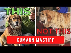 Kumaon Mastiff Original: Only video on Youtube: To be extinct dog breeds India