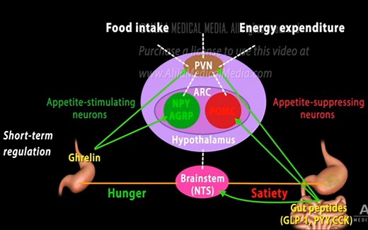 （中字）动画演示大脑调节食欲的机制及肥胖形成原因