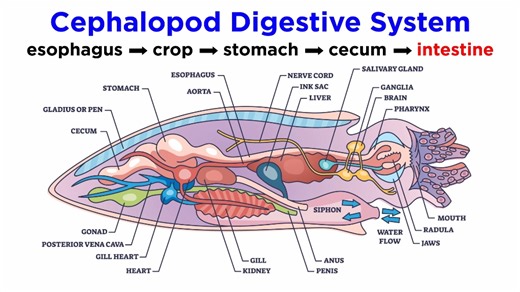 ［中文字幕］软体动物门 第四部分：头足纲（鱿鱼、鹦鹉螺、墨鱼和章鱼）Phylum Mollusca Part 4: Class Cephalopoda