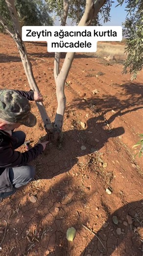 Zeytin Ağacı Bakımı ve Bakır Çivi Uygulaması