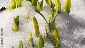 Close-up timelapse shot of spring flowers growing and snow melting in the garden. Flower sprouts stretch up, grow. Spring season concept