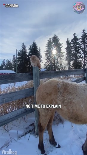 663K views · 10K reactions | Cuz cowboy cat needs cowboy hat鸞 | 5-Minute Crafts USA | Facebook