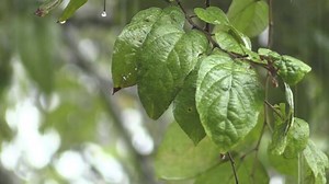 Rain, Tree, Leaves. Free Stock Video
