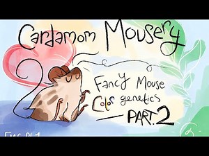 Part 2: Intro to Fancy Mouse Color Genetics