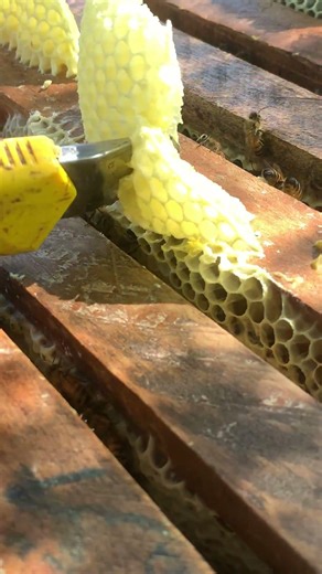 Correcting Beeswax Build 🐝 | Hive Cleaning in Action