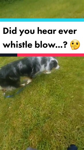 Understanding the Acme Silent Dog Whistle for Training