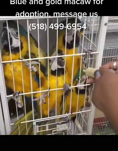 blue and gold macaw for adoption. #funnyphoto #lovelife #eathealthy #gamechanger #staysafe #longweekendfun #behappy #aparrotslife #chatty #familypets#usa #tiktok