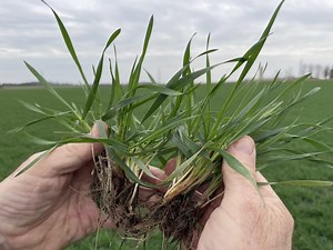 Wheat School: Winter wheat packs potential for 2025