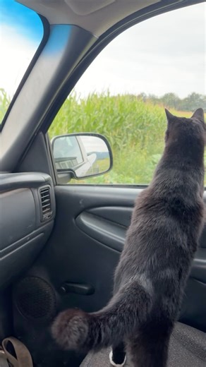 40 reactions | Viv doing a drive by of the corn maze … she says you are going to have so much fun exploring! | Rohrbach's Farm Market, Bakery and Barn Loft | Facebook
