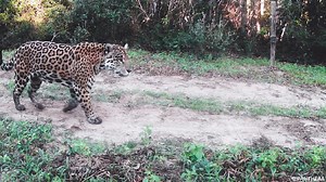A #jaguar is approaching a camera trap in the Pantanal, curious about what this device is. Jaguars in Brazil are most often seen alongside riverbanks, sometimes with a caiman in their jaws or running from an angry group of giant river otters. However, this one was caught on one of Panthera's camera traps; camera traps are an important mechanism for studying all the wild cats of the Pantanal, including ocelots, Pantanal cats, pumas, jaguarundis and oncillas. With this technology, wild cat conserv