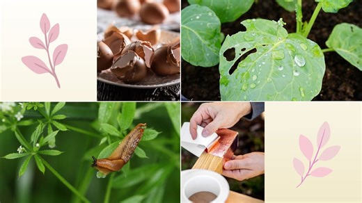 My garden's full of slugs, what do I do? Here's what gardening experts recommend I try