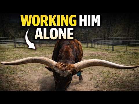 Working a Stubborn Longhorn Bull ALONE Through the Corral System #farming #farm #farmlife #longhorns