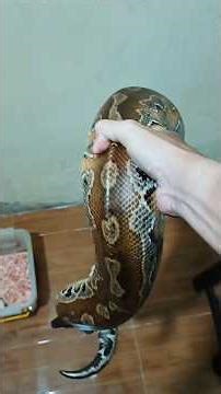 Coba Kasih Cemilan Tikus Mencit Buat Ular Piton Gendut Brongersmai Blood Python Exotic Home Pets