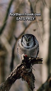 3K views · 184 reactions | Northern hawk owl eats prey, filmed in Quebec, Canada. #HawkOwl #NorthernHawkOwl #wildlifephotograpghy #wildlifefilmmaker #animallovers #animaladdicts #nuts_about_wildlife #wildlifephotographer #canadianphotographer #naturevideos #naturelovers #birdsofinstagram #birdphotography #snowfall #BonjourQuebec #ExploreCanada | Thee Owl Queen | Facebook