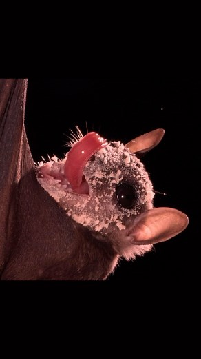 BATS ARE POLLINATORS! 🌺 🦇 🌸 From deserts of the American Southwest to the high Andes of South America and the Caribbean Islands, hundreds of species of agave and cactus plants rely on bats for pollination. 🥃 Mexico’s entire tequila industry relies on bats to pollinate agave. 🍌 All commercial bananas originated from bat-pollinated ancestors in SE Asia. Commercial bananas in the U.S. don’t have seeds, so they don’t need to be pollinated, but the wild bat-pollinated bananas remain key sources 