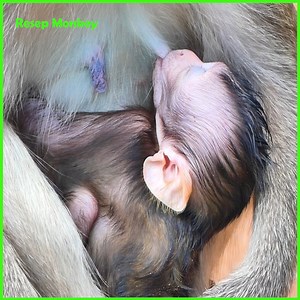 10K views · 225 reactions | Prevented from nursing by its angry mom, the baby monkey cries and seizes | RESEP Monkey | Facebook