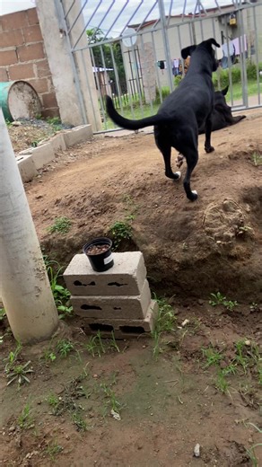How Waffles React to Mom's Return from Church