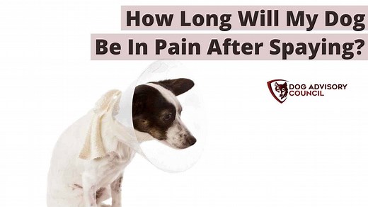 How Long Will My Dog Be In Pain After Spaying? | Dog Advisory Council
