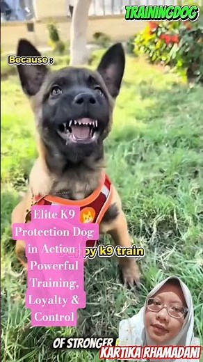 Elite K9 Protection Dog in Action | Powerful Training, Loyalty & Control #dog #k9unit #dogtraining