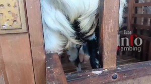 212K views · 2.7K reactions | Kandang pencetak kambing kambing kontes di pacitan | Info Kambing | Facebook