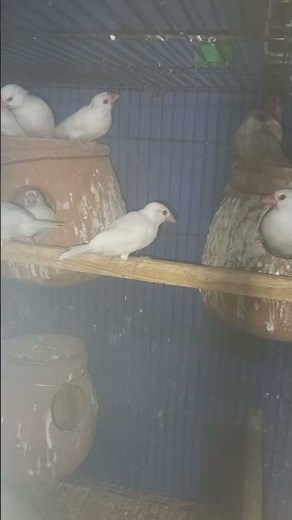 Java Birds are REALLY Cool! #java sparrow #Bird Care