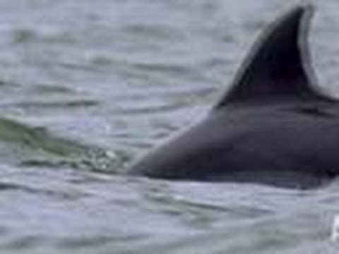 Dolphins Teach Humans to Fish | Mermaids