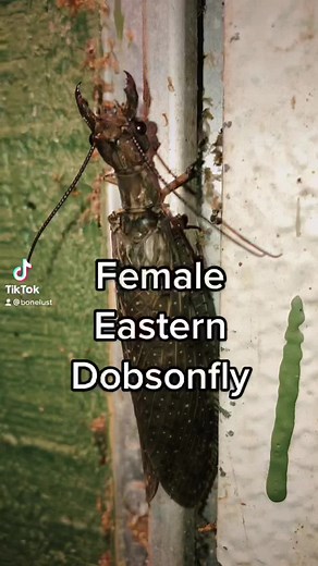 Female Eastern Dobsonfly! It is super rare for me to see this species so it is always a treat. I’d love for a male to show up with their massive mandibles, antennae & size. She was still very impressive on her own. The larvae, a hellgrammite, are the top invertebrate predators in rocky streams where they occur. #bonelustflwildlife #insectsoftiktok #dobsonfly #easterndibsonfly #Corydaluscornutus #hellgrammite