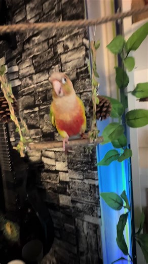 Understanding Conures: A Guide to These Colorful Birds