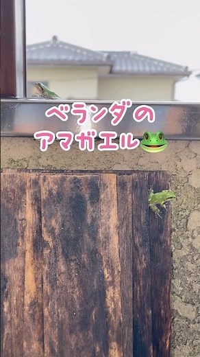 The wild tree frog living on my balcony brought a friend! #frog #frog #cute